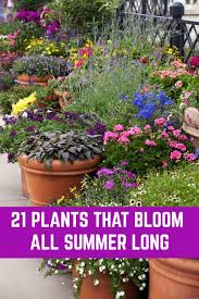 Maybe you would like to learn more about one of these? Plant These Gorgeous Flowers And Enjoy Their Beauty All Summer Long Backyard Flowers Garden Backyard Flowers Summer Flowers Garden