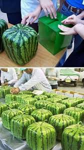 Pin On Watermelons Mouth Watering