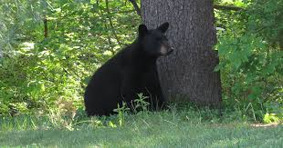 His claim doesn't bear close examination. About Black Bears