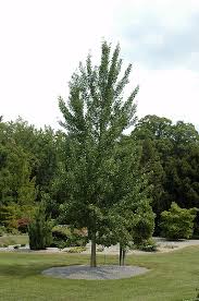Find princeton sentry® ginkgo (ginkgo biloba 'princeton sentry') in inver grove heights, minnesota (mn) at gertens (maidenhair tree) the store will not work correctly in the case when cookies are disabled. Magyar Ginkgo Ginkgo Biloba Magyar In Burlington Waterdown Dundas Ontario Ontario On At Connon Nurseries