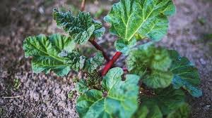 Adapun ciri khas dari daun miana sendiri adalah warna daunnya cerah dan bentuknya berlekuk lekuk pada tepi daun. Info Sehat 6 Manfaat Kelembak Bagi Kesehatan Bisa Cegah Sembelit Hingga Menguatkan Tulang Tribun Jatim