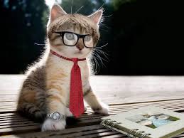Funny Cat Reading Book Cute Cat Wallpaper Cute Animals Cute Cats
