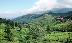 Gunung mas puncak ini adalah sebuah perkebunan teh yang sangat luas, sejauh. Agro Wisata Gunung Mas Bogor Tempat Liburan Dan Menginap Bersama Keluarga Di Tengah Perkebunan Teh Puncak Tempat Wisata
