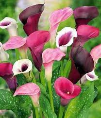 Como Plantar E Como Cuidar De Lirios De Calla Saiba Tudo Sobre Essa Linda Flor Lar Doce Lar