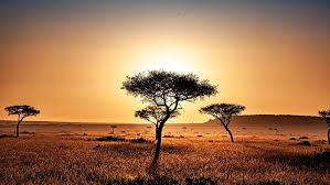 All of these average travel prices have been collected from other travelers to help you plan your own travel budget. Kenya Budget Safari How To Plan A Backpacker Affordable African Safari