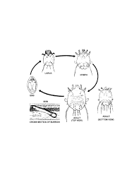 Image result for Sarcoptes scabiei life cycle