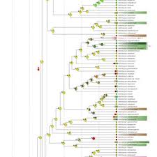 Image result for Helichrysum quartinianum