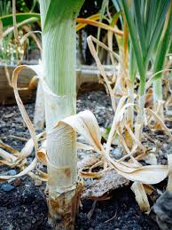 Also includes instructions on when to harvest. The Trick Of Knowing When To Harvest Garlic Garden Betty