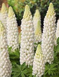 Pin On Vaste Planten