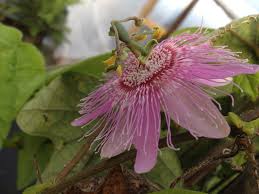 Passiflora passionflower isolated on white background. Nephrodes Pink Passiflora Fragrant Passion Flower Vine Live Plant Unusual Bloom Attracts Butterflies Starter Size 4 Inch Potemeralds Tm Emerald Goddess Gardens