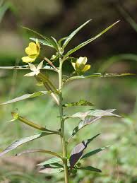 Image result for Ludwigia octovalvis