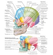 Middle back, side of the skull. Skull Lateral View Anatomy Pediagenosis