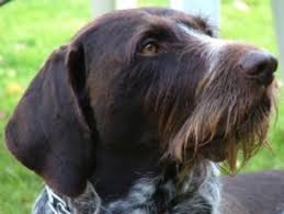 Image result for německý ohař drátosrstý stavba těla