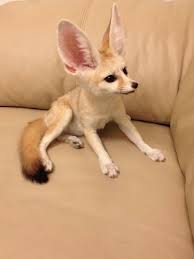 Maybe you would like to learn more about one of these? My Baby Fennec Fox Is So Cute Aww