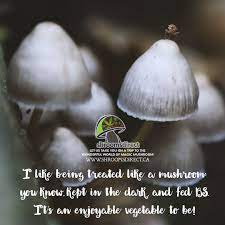 Pin On Magic Mushrooms Shrooms Direct