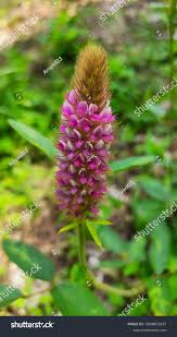 Image result for Uraria picta