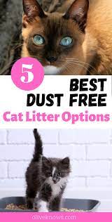 5 Best Dust Free Cat Litter Options You Ll Really Appreciate Oliveknows Free Cats Best Cat Litter Best Clumping Cat Litter