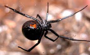 Because of this behavior, they tend to spin webs in dark, undisturbed areas. Widow Spiders Vce Publications Virginia Tech