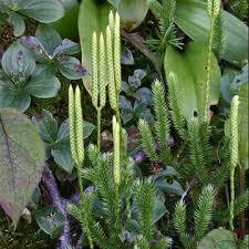 Image result for Lycopodium clavatum