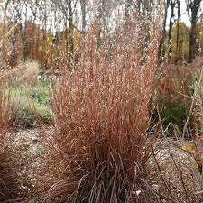 Le schizachyrium scoparium 'standing ovation' présente sur bien d'autres graminées l'énorme avantage de rester bien dressée, sans s'avachir, ce qui lui permet de rester décorative jusqu'au coeur de l'hiver. Ornamental Grass Schizachyrium Scoparium Standing Ovation White Flower Farm