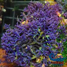 Image result for Macrotyloma daltonii
