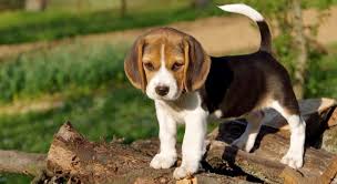Since they cannot generate heat on their own and. How Much To Feed Beagle Puppy 4 Week 6 Week 8 Week