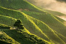 During the wet season, landslides are constantly being reported and you need to be careful. The Ultimate Guide To The Cameron Highlands Malaysia 2021