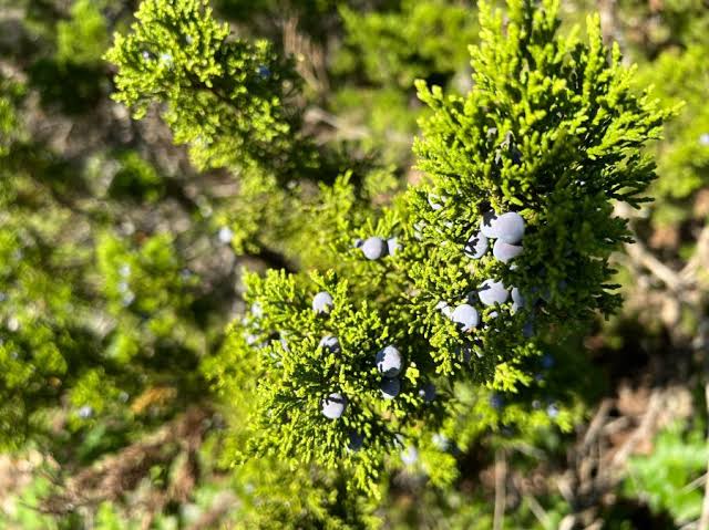 Ashe Juniper