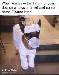 Pin On Top Dog Pet Sitting