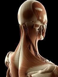 Maybe you would like to learn more about one of these? How Do You Loosen Tight Neck Muscles Whole Body Revolution