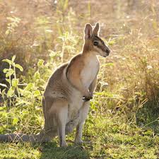 | meaning, pronunciation, translations and examples. Keeping And Caring For A Pet Wallaby