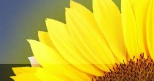 Italian Honey Bees In Indiana At Earlshoneybees Com Buy Honey Bee Online Bee