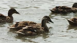 Pourquoi Il Ne Faut Pas Donner De Pain Aux Canards Midilibre Fr