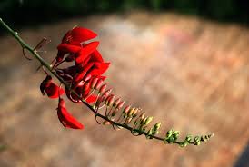 Truyện ngắn "Hoa vông đỏ ở hàng rào": Tin vào mầm thiện