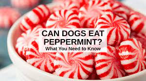 Can Dogs Eat Peppermint What To Know About Dogs And Peppermint