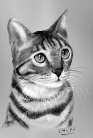 Pin On Cats