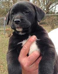 Looking for a puppy or dog in alabama? Adopt Alabama Lab Mastiff Aussie Mix Huge Paws On Petfinder Australian Shepherd Dogs Mastiff Mix Black Labrador Retriever