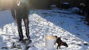 However, most of the effort was on front doors in local neighborhoods. Poop Group Makes Your Dog S Business Their Own