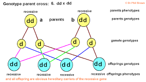 This is a really fun worksheet to use with your students who are learning how to work genetics problems. Genetics Inheritance Of Characteristics Dominant Recessive Genes Alleles Homozygous Heterozygous Genotype Phenotype Gene Expression Monohybrid Genetic Diagram Punnett Square Mendel Pea Plants Cystic Fibrosis Sickle Cell Disease Anaemia Igcse O Level