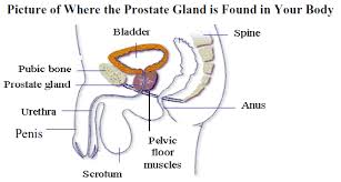 Recognizing the risk factors recognizing the symptoms diagnosing prostate cancer weighing treatment options community q&a. Dealing With Erectile Dysfunction Prostate Cancer Program Ucla Urology Los Angeles Ca