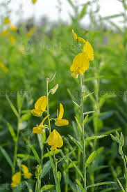 Image result for Crotalaria comosa