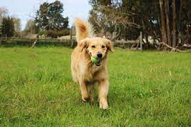 How To Take Care Of A Golden Retriever Pet Life Today