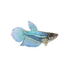 This guide will help you identify betta fish types by betta tail types. Blue Female Veiltail Betta Fish For Sale Order Online Petco