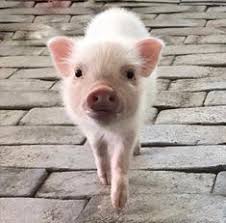 Weitere ideen zu schwein, tiere, minischwein. Die 36 Besten Ideen Zu Teacup Schwein Minischwein Baby Schwein Tierbabys