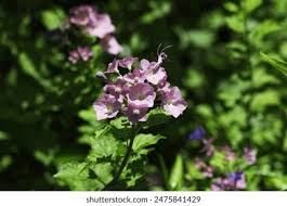 Image result for Holmskioldia