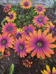 Image result for Osteospermum barberiae
