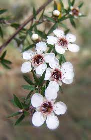 Raw Manuka Honey Benefits An Evidence Based Look Australian Flowers Australian Native Flowers Australian Trees