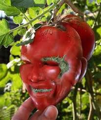 Tomate Visage Fleurs Insolites Fruits Amusants Fruits Exotiques