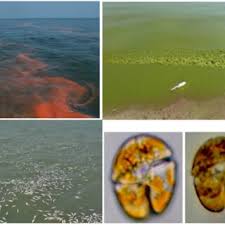 PDF) ASIANetwork Exchange: A Journal for Asian Studies in the Liberal Arts,  Volume 21, Number 1 (2013)