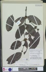 Image result for Orthopichonia barteri